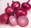 fresh onions