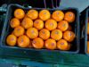 Premium Quality First-Grade Egyptian Oranges