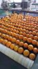 Premium Quality First-Grade Egyptian Oranges