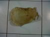 Fish maw