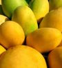 Quality Fresh Mangoes
