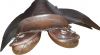 Genuine imported leather jumping horse Icelandic saddle with rust proof fitting 