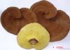 Reishi spore powder Ex...
