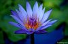 100% pure Blue Lotus p...