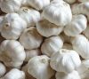 Fresh Garlic