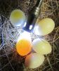 Fertilized Eggs For Ha...