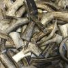 Antler Dog Chews