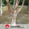 Birch Bark Extract Betulinic Acid CAS 472-15-1
