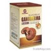 Ganoderma lucidum spor...