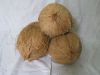 Semi Husked Coconuts