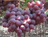 Fresh Grapes