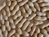 Indian Groundnut