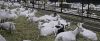 500 DAIRY MILKING SAAN...