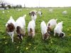 RED HEAD BOER GOATS