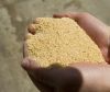Soybean meal (Animal F...