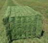 Alfalfa Hay For Sale