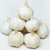 Pure white fresh garlic