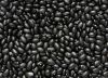 BLACK KIDNEY BEANS