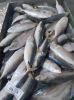 Whole Sardines Fish, Frozen Fish Sardinella Longiceps for Sale, Frozen Horse Mackerel, Fresh Mackerel (Whole)