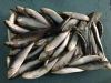 Buy Fresh Sardines Online, European Frozen Sardines, Frozen Bonito, Frozen Horse Mackerel, Frozen Mackerel Available