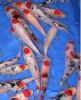 Cold Water Fish