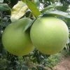 guanxi honey pomelo