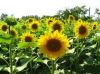 Sun Flower and AgroRefined Extracts Products