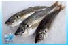 Frozen horse mackerel/spanish mackerel/pacific mackerel