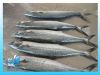 Frozen horse mackerel/spanish mackerel/pacific mackerel