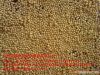 foxtail millet