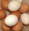 Fresh chicken Eggs Brown And White