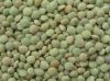 green lentils importer...