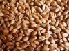 Wheat 