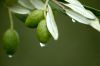 Olive Leaf Extract