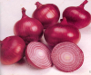 Vegetable Export