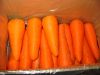 FRESH CARROT