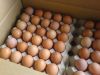 Farm Fresh Table Chicken Eggs