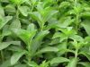 Organic Stevia Rebaudiana Bertoni in Bulk (dried stevia leaves)