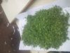 Fenugreek Leaves