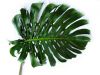 Monstera