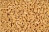 wheat
