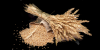 Wheat