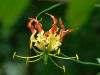 Indian Gloriosa Superb...