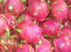 FRESH DRAGON FRUITS