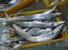 Ribbon Fish beltfish (...