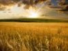  Wheat class
