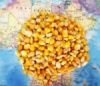 Maize | Maize Exporter...