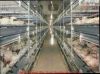 Battery pullet rearing cage 