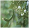 Kidney beans