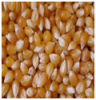 Maize | Maize Exporter...